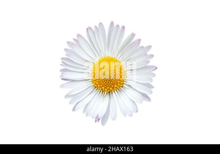 Common daisy blossom isolated on a white background Stock Photo