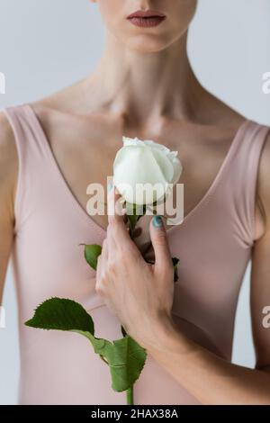 partial view of ballerina in bodysuit holding white flower isolated on grey Stock Photo