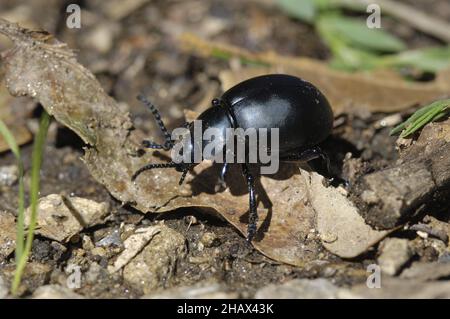 Bloody-nosed beetle - Blood spewer - Blood spewing beetle 'Timarcha tenebricosa) walking on the ground Stock Photo