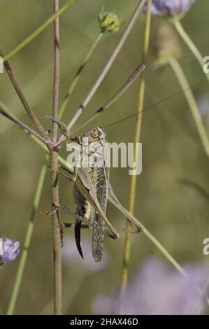 White-faced bushcricket - Southern Wartbiter (Decticus albifrons) female on a plant in summer  Vaucluse - Provence - France Stock Photo