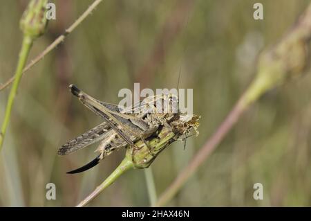 White-faced bushcricket - Southern Wartbiter (Decticus albifrons) female on a plant in summer  Vaucluse - Provence - France Stock Photo
