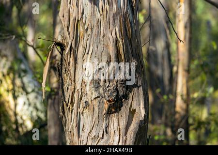 Photograph of old brown bark that is peeling off a tree trunk that has been affected by bushfire Stock Photo