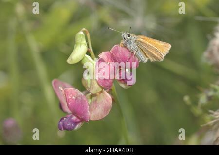 Tuberous pea (Lathyrus tuberosus) flowering in summer with Small Skipper gathering nectar Stock Photo