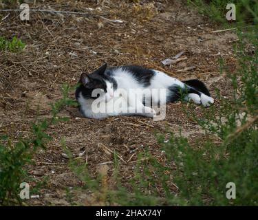 Adorable and Cute black and white cute kitten lying on grass Stock Photo