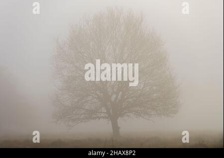 Silhouette of a solitary oak tree in the fog Stock Photo