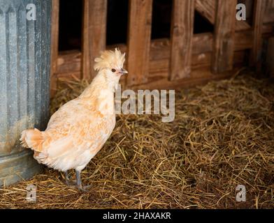 Close up of a Polverara  crested chicken inside a barn with staw on the floor. Stock Photo