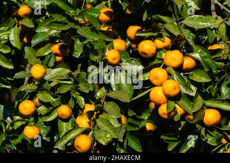 Ripe bright tangerines on a tree on a sunny day. Beautiful citrus natural background Stock Photo
