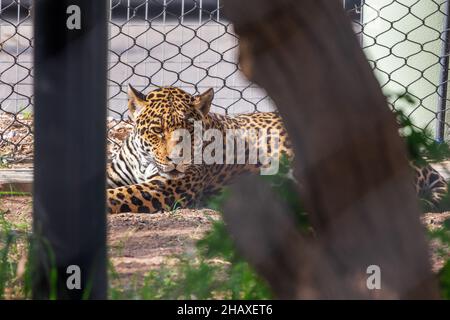 Jaguar laying on the ground in the fenced area of the zoo Stock Photo