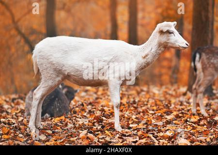 White European fallow deer standing in autumn forest Stock Photo