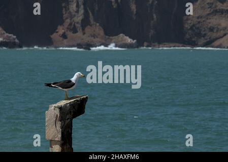 Peru seagull sits on rock post looking for food with waves crashing against red clay cliffs behind in natural reserve coastal fishing village. Stock Photo