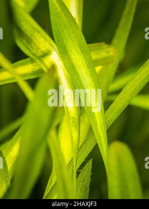 selective focus of vallisneria gigantea leafs in a fish tank with blurred background - aquatic plant Stock Photo