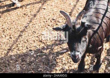 a black goat standing on a path and watching Stock Photo