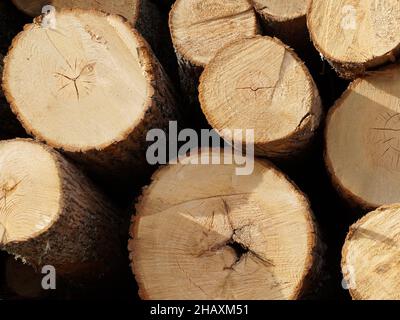 lumber, pine logs, end view close-up Stock Photo