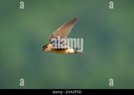 Red-rumped Swallow - Hirundo daurica small passerine bird in swallow family, breeds in open hilly country of southern Europe and Asia, flying bird on Stock Photo