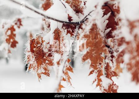 Oak tree leaves covered with snow and hoarfrost on winter day. Frozen brown branches covered with ice in park. Close up Stock Photo