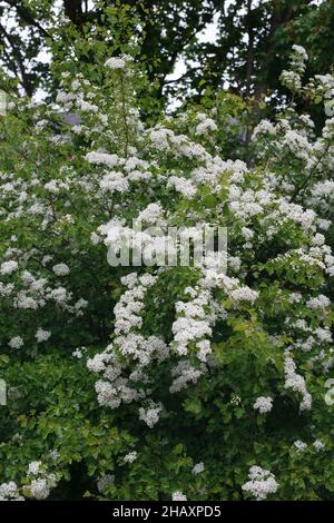 Crataegus monogyna blossom. Hawthorn blossom in Spring. Stock Photo