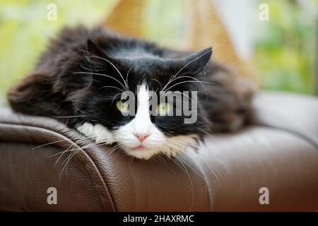 Fluffy black and white cat lying on a leather chair Stock Photo