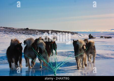 Back view of cute lovely sled dogs pulling the sledge in winter during ...