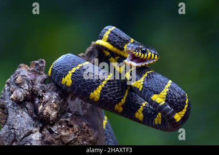 Gold-ringed cat snake on a branch ready to strike, Indonesia Stock Photo