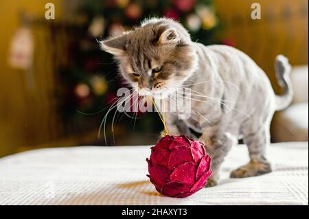 Cute little fluffy gray cat with long whiskers on soft white bedclothes playing with red decorative Christmas tree ball Stock Photo
