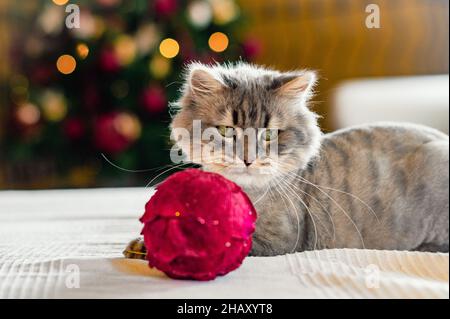 Cute little fluffy gray cat with long whiskers on soft white bedclothes playing with red decorative Christmas tree ball Stock Photo