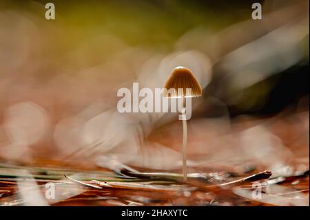Macro shot of toadstool mushroom growing in forest on sunny autumn day Stock Photo