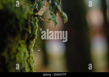 Closeup of green tree trunk covered with moss and small growing mushrooms in forest Stock Photo