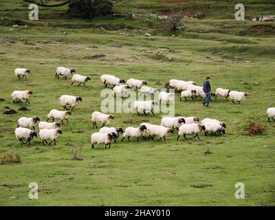 From above of anonymous male shepherd standing near flock of sheep pasturing on green grassy meadow in countryside during transhumance in Navarre