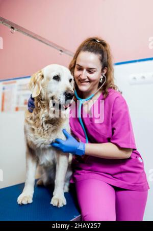 Professional female veterinarian examining cute Golden Retriever dog with stethoscope standing on table in light veterinary clinic with medical suppli Stock Photo