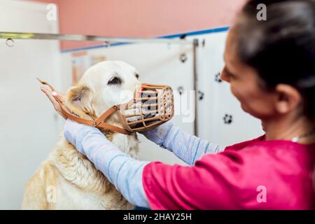 Side view of unrecognizable female veterinarian putting on basket muzzle on cute Golden Retriever in light veterinary clinic during work Stock Photo