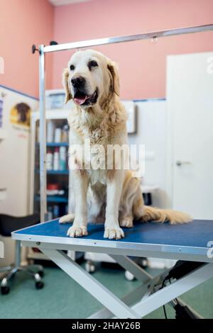 Cute obedient hairy Golden Retriever dog sitting on blue table before medical procedure in room of light modern veterinarian clinic Stock Photo