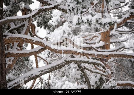 From below twigs of trees and evergreen coniferous branches covered with hoarfrost and snow in winter day Stock Photo