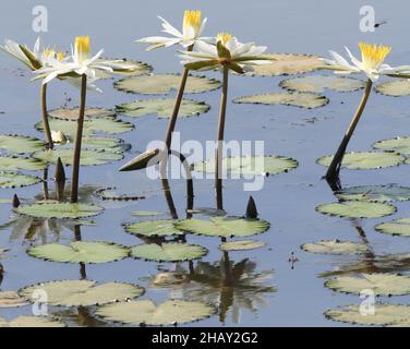A dragon fly approaches white flowered water lilies (Nymphaea species) grow in a pond near Kuntaur. Kuntaur, The Republic of the Gambia., Stock Photo