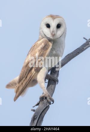 Portrait of a wild barn owl (Tyto alba) perched on a branch, Australia Stock Photo