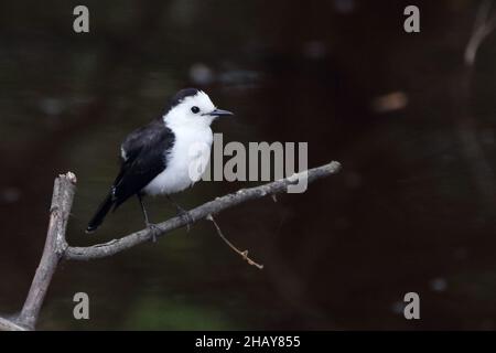 Black-backed Water-Tyrant (Fluvicola albiventer) perched on branches. Isolated bird. Interior of Bahia.. Stock Photo