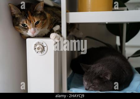 Start of heat season. Two cats near heating battery, curl up into ball and try keep warm on radiator Stock Photo