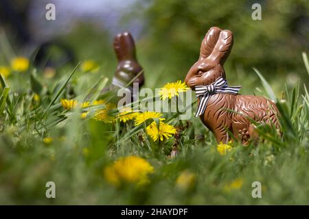 Two chocolate Easter bunnies in the garden Stock Photo