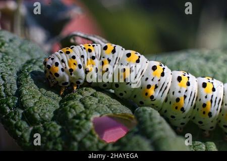 Super close up of a Mullein moth caterpillar (Cucullia verbasci) on a leaf Stock Photo