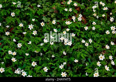 Flowers of the thimbleweed or windflower or wood anemone or grove windflower or smell fox - Anemone nemorosa - in early spring, Bavaria, Germany, Euro Stock Photo