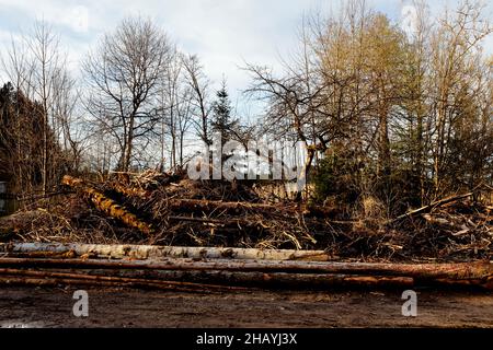 Forest work in autumn - before the beginning of winter dead and rotten wood is removed from the forest Stock Photo
