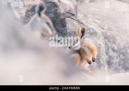 Wild yellow-footed rock-wallaby joey (Petrogale xanthopus) on rocks with mother in foreground, Australia Stock Photo