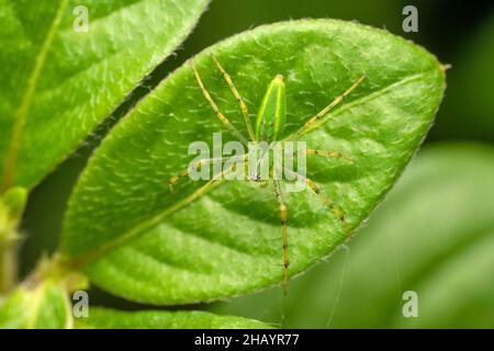 Green lynx spider, Peucetia viridans,, Satara, Maharashtra, India Stock Photo