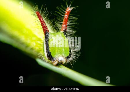 Portrait of Common evening brown caterpillar, Melanitis leda, Pune, Maharashtra, India Stock Photo