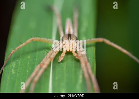 Portrait of nursery web spider, Pisaura mira, Satara, Maharashtra, India Stock Photo