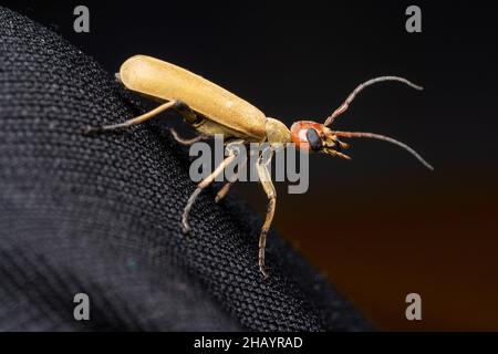 Side view of Blister beetle, Epicauta indicus, Satara, Maharashtra, India Stock Photo