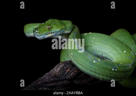 Close-Up of a Green tree python on a branch, Indonesia Stock Photo