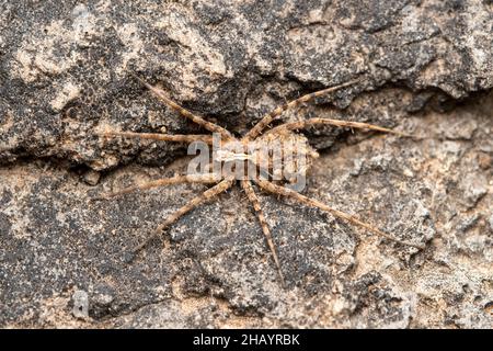 Wolf spider carrying babies, Pardosa birmanica, Lycosidae, Satara, Maharashtra, India Stock Photo
