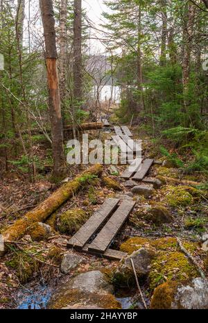 Planks forming small bridges on a hiking trail by Kettle Pond, protecting a fragile muddy habitat. Mixed  forest and moss covered rocks and logs. Stock Photo