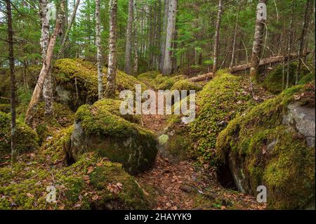 A hiking trail running between moss-covered boulders, through a red spruce-northern hardwood forest. Kettle Pond State Park, Groton, Vermont Stock Photo