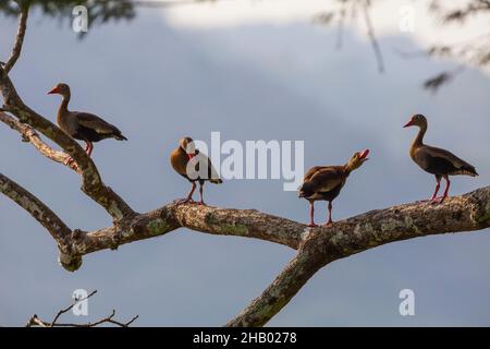 Black-bellied Whistling-ducks, Dendrocygna autumnalis, in a tree beside Rio Chagres, Soberania national park, Republic of Panama, Central America. Stock Photo